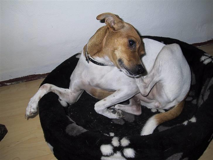 Dansk svensk gaardhund Angel - uha det klør;) billede 7