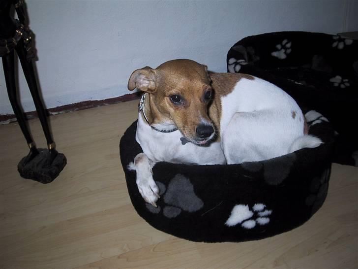 Dansk svensk gaardhund Angel - Spørg mig ikke hvorfor hun tager Silles kurv, når hendes egen passer i størrelsen:) hehe billede 8