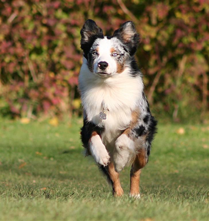 Australian shepherd Chivas 02.03.2006 - 19.03.2016 - Chivas d. 10/11-07, 20 mdr. gammel. billede 11