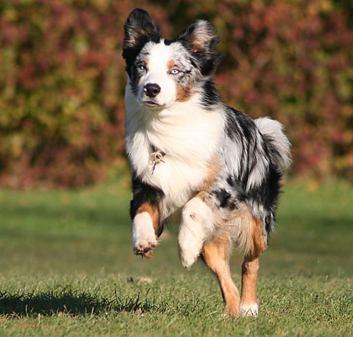 Australian shepherd Chivas 02.03.2006 - 19.03.2016 billede 12