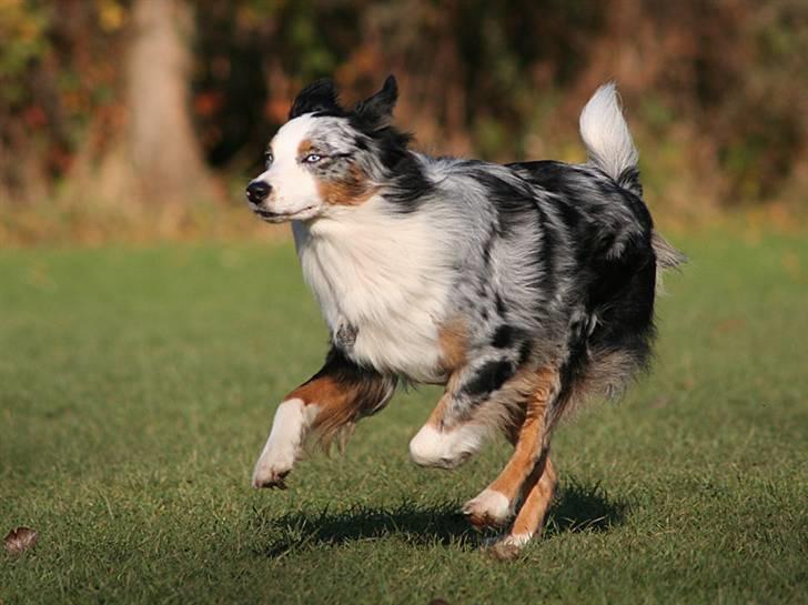 Australian shepherd Chivas 02.03.2006 - 19.03.2016 billede 13