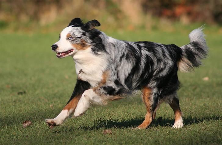 Australian shepherd Chivas 02.03.2006 - 19.03.2016 billede 14