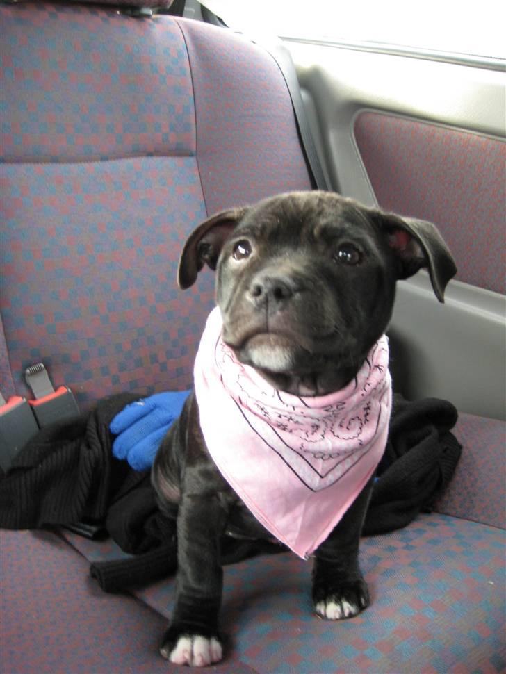 Staffordshire bull terrier Coco billede 6