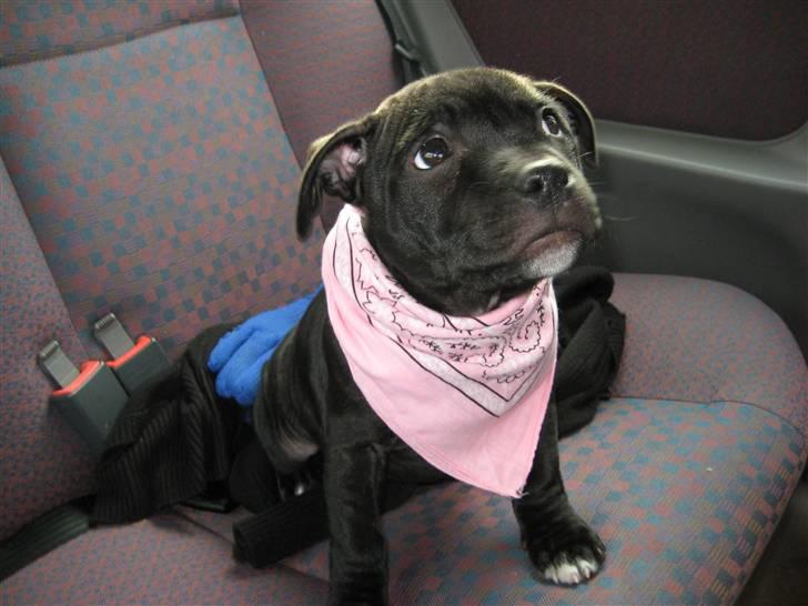 Staffordshire bull terrier Coco billede 7