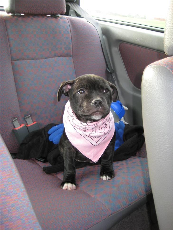 Staffordshire bull terrier Coco billede 8