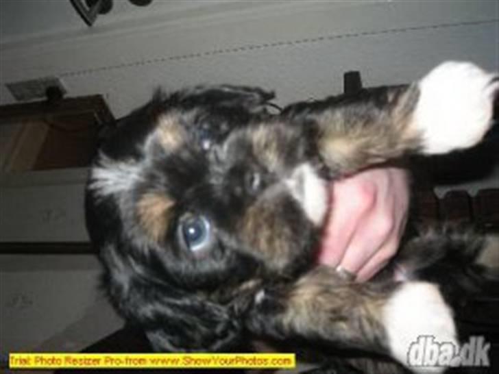 Lhasa apso Coco - Her er jeg så, er jeg ikke sød! billede 1