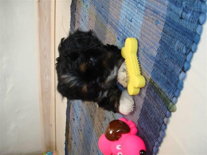 Lhasa apso Coco - Her er jeg igen, sammen med nogle af mine legesager.. billede 2