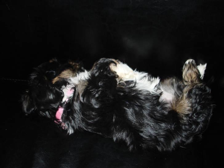 Lhasa apso Coco - Her tager jeg mig lige en blunder på sofaen. billede 3