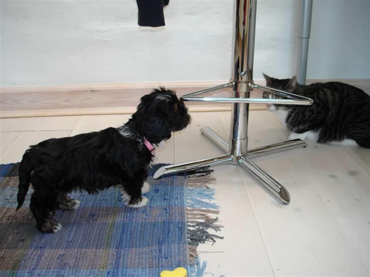 Lhasa apso Coco - Her er jeg sammen med huset store hankat, uhhhh! billede 4