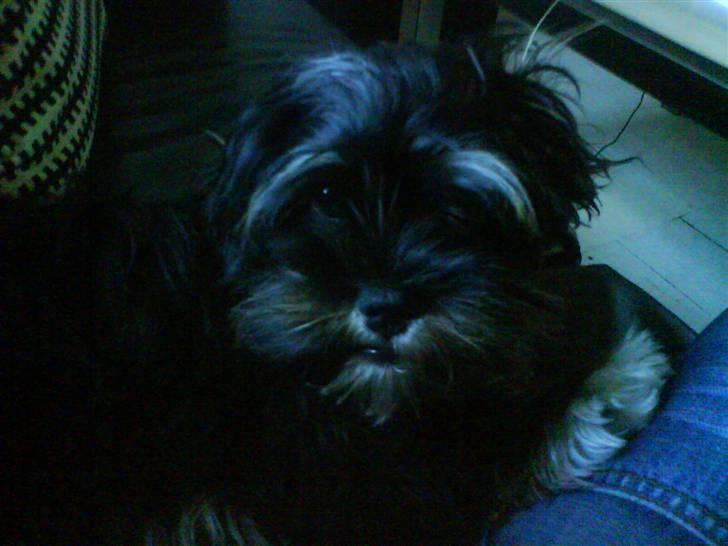 Lhasa apso Coco - Her er jeg så blevet lidt ældre (8mdr) billede 5