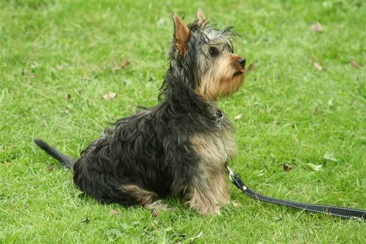 Australian silky terrier Miss.Bianca - Her er jeg til træning billede 1