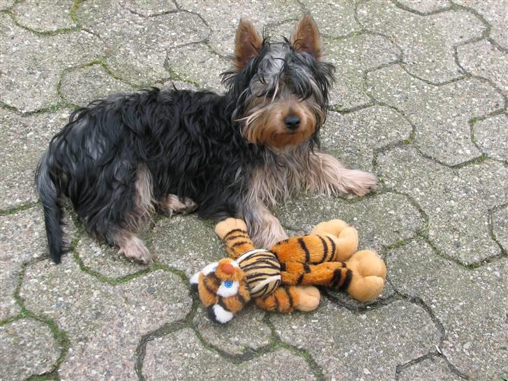 Australian silky terrier Miss.Bianca - Mor har givet mig et tigerdyr. billede 2
