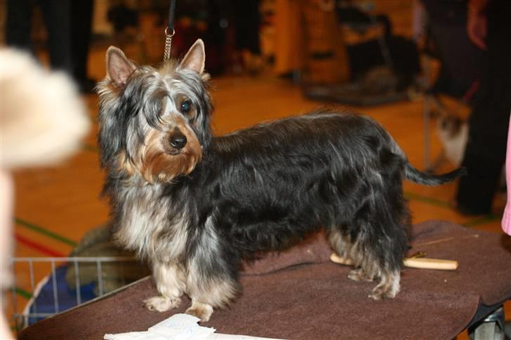 Australian silky terrier Miss.Bianca - Nu er jeg klar til min første udstilling. billede 3