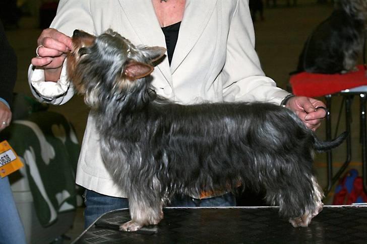 Australian silky terrier Miss.Bianca - Så fint kan jeg stå. billede 4