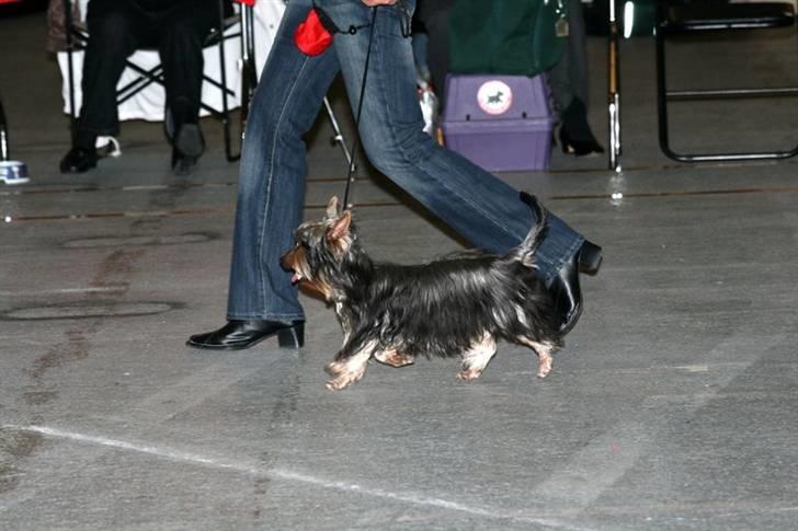 Australian silky terrier Miss.Bianca - Mor går rundt med mig i ringen. billede 5