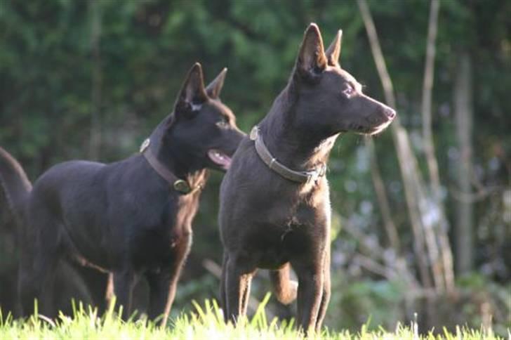 Australsk kelpie Dooley  - Dooley til venstre og Bells til højre - 24.11.2007 billede 6