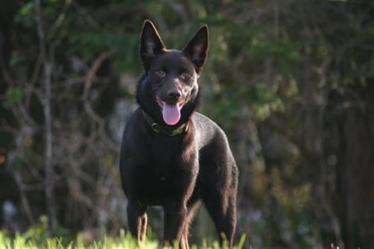 Australsk kelpie Dooley  - Dooley 24.11.2007 i haven billede 8