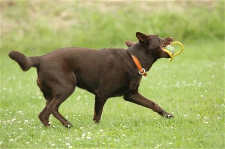 Australsk kelpie Born To Work Brown Bellis - Bellis juli 2007 - taget af Jesper Bønnelykke www.askely.dk billede 16