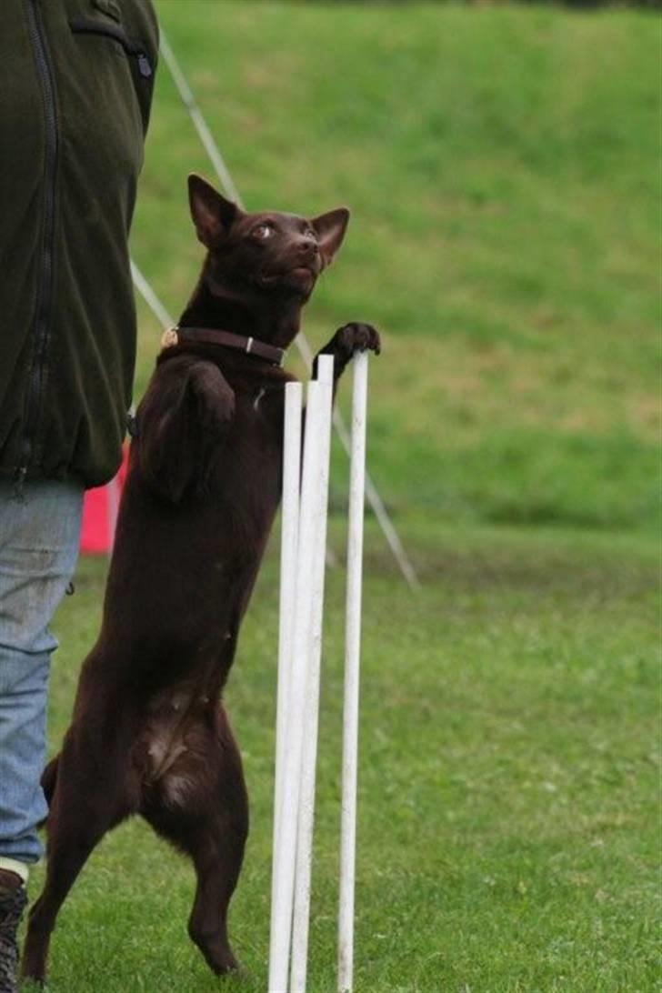 Australsk kelpie Born To Work Brown Bellis - 30.9.07 Bellis slalom - taget af Carina Enevoldsen www.aussies.dk billede 17