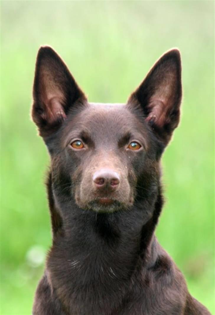 Australsk kelpie Born To Work Brown Bellis - Bellis 28.5.07 - taget af Carina Enevoldsen www.aussies.dk billede 18