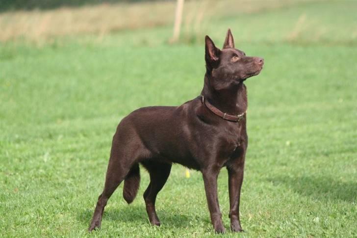 Australsk kelpie Born To Work Brown Bellis - 30.9.07 Bellis - taget af Carina Enevoldsen www.aussies.dk billede 19
