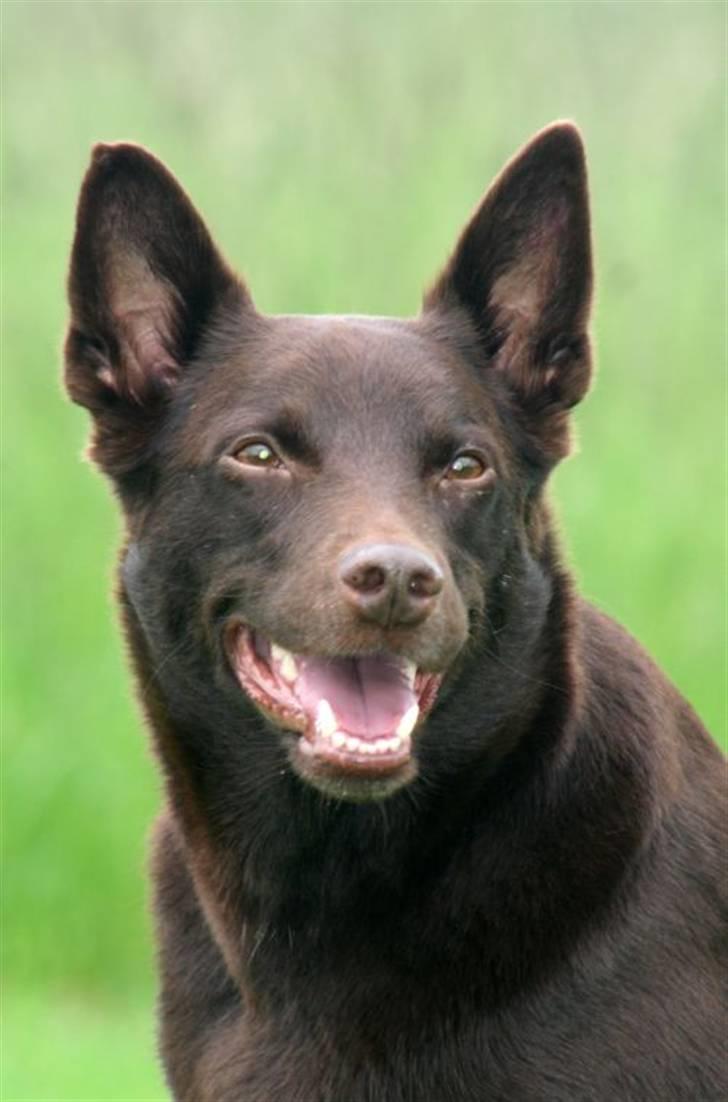 Australsk kelpie Andy (Born To Work Andy) - 28.5.2007 - Andy - taget af Carina Enevoldsen www.aussies.dk billede 14