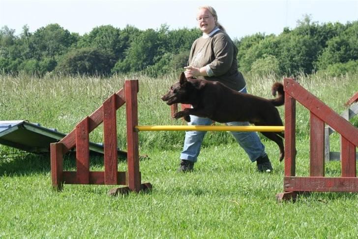 Australsk kelpie Andy (Born To Work Andy) - 28.5.2007 - Andy agility - taget af Carina Enevoldsen www.aussies.dk billede 15