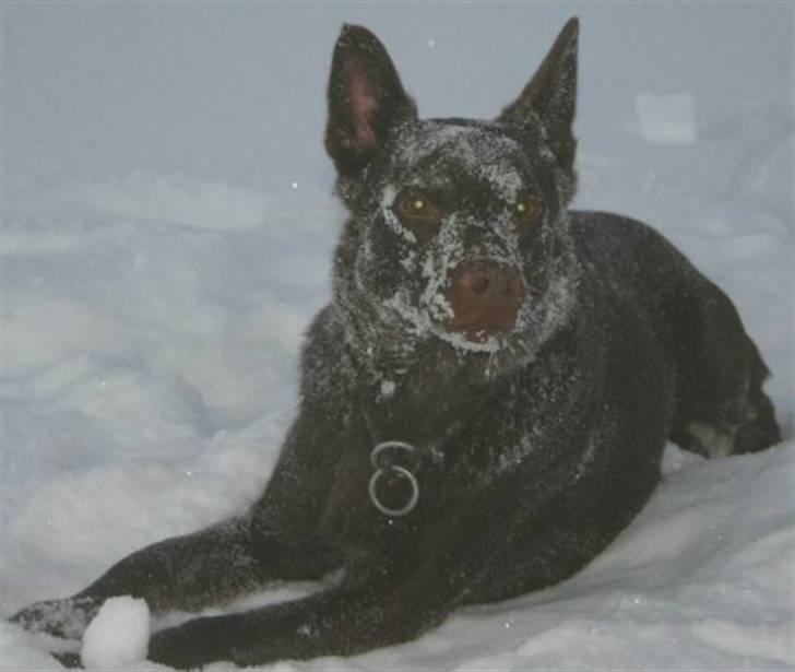 Australsk kelpie Andy (Born To Work Andy) - Snetur januar 2006 - Andy hygger sig ;-) billede 16