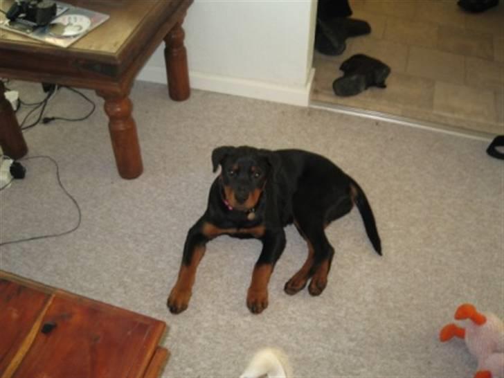 Rottweiler Ronja billede 8