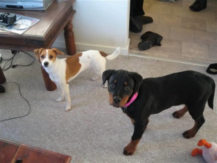 Rottweiler Ronja billede 9