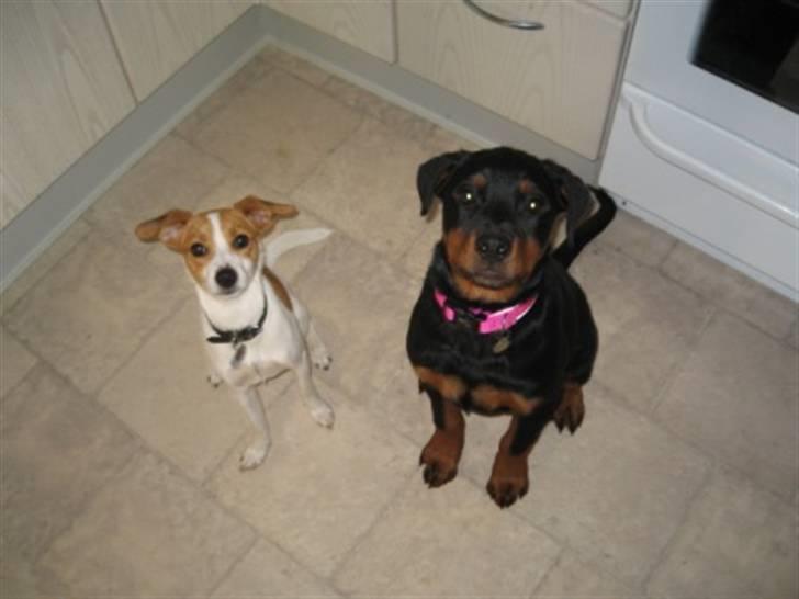 Rottweiler Ronja billede 10