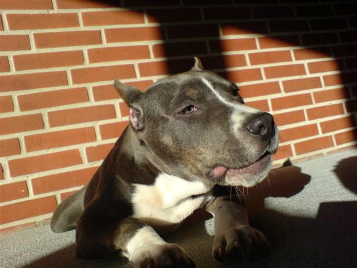 Amerikansk staffordshire terrier Xanthos R.I.P - xanthos 18 uger gammel billede 18