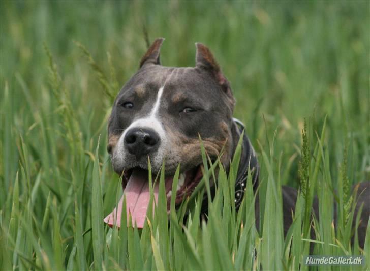 Amerikansk staffordshire terrier Xanthos R.I.P - Xanthos i marken :) Foto: Ina Iceman billede 19