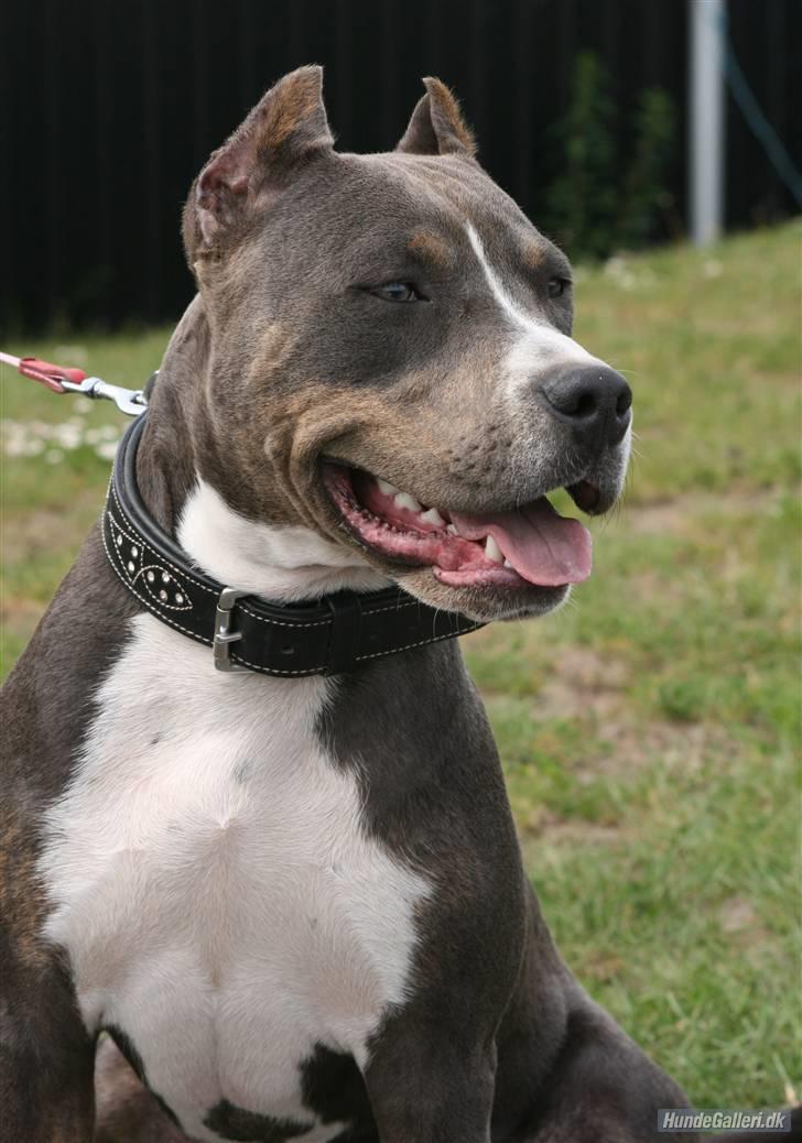 Amerikansk staffordshire terrier Xanthos R.I.P - xanthos 10½ mdr  gammel Foto: Ina Iceman billede 20