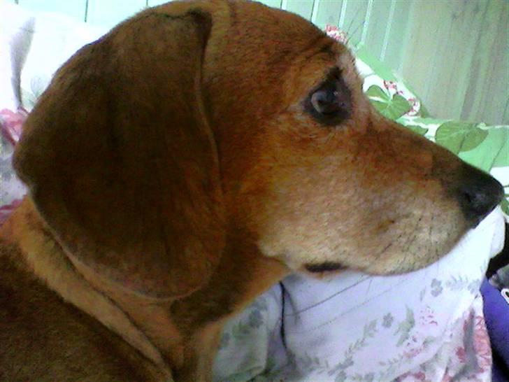 Blanding af racer Kikki. Død. :´[ - Elsker dig min elskede hund billede 11