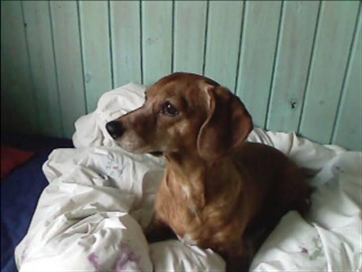 Blanding af racer Kikki. Død. :´[ - :-* billede 12