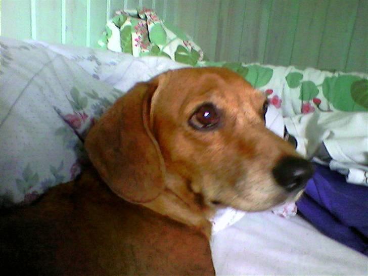 Blanding af racer Kikki. Død. :´[ - ily billede 13