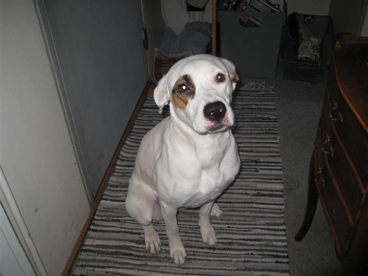 Amerikansk bulldog Fiona billede 20