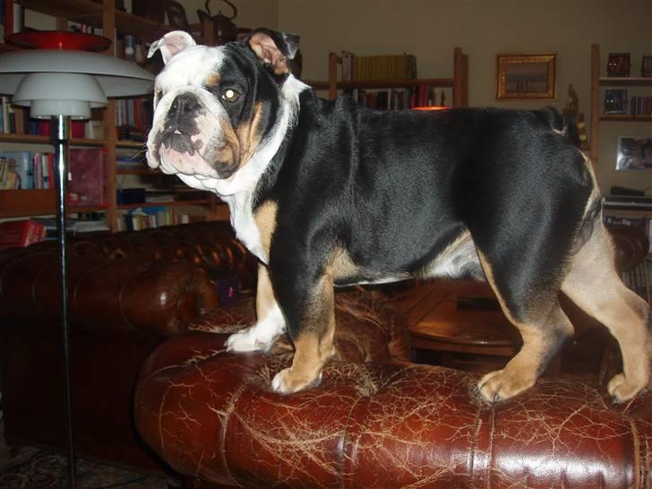 Engelsk bulldog buster billede 9