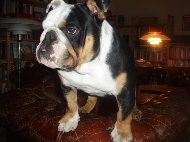 Engelsk bulldog buster billede 10