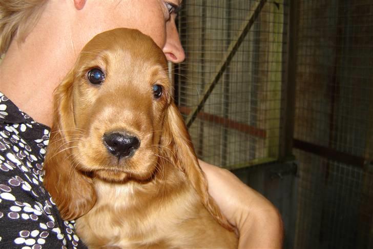 Cocker spaniel Sille - Her bliver jeg hentet af min mor billede 19