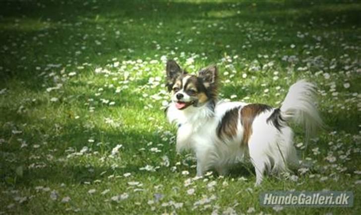 Chihuahua Chili "Rottweileren"RIP - chili i doktorparken billede 10