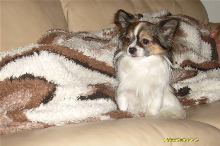 Chihuahua Chili "Rottweileren"RIP - Hund eller tæppe?? billede 12