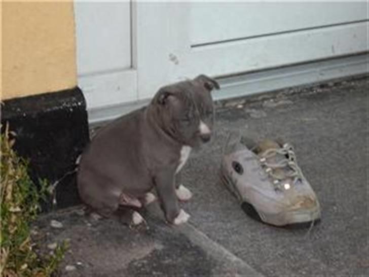 Amerikansk staffordshire terrier Armani DK´sFlotteste(Blå) billede 3