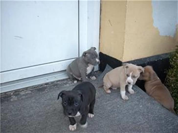 Amerikansk staffordshire terrier Armani DK´sFlotteste(Blå) billede 4