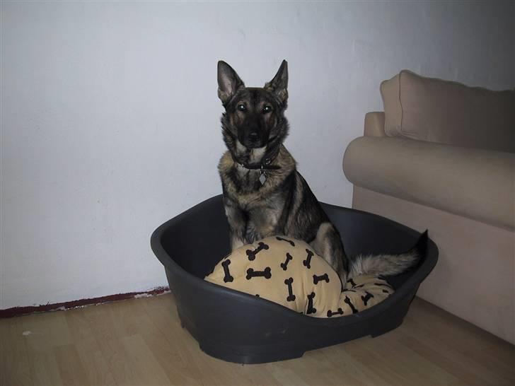 Schæferhund Zacho billede 2