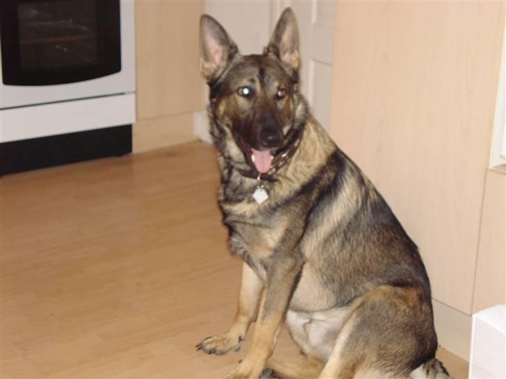 Schæferhund Zacho billede 3