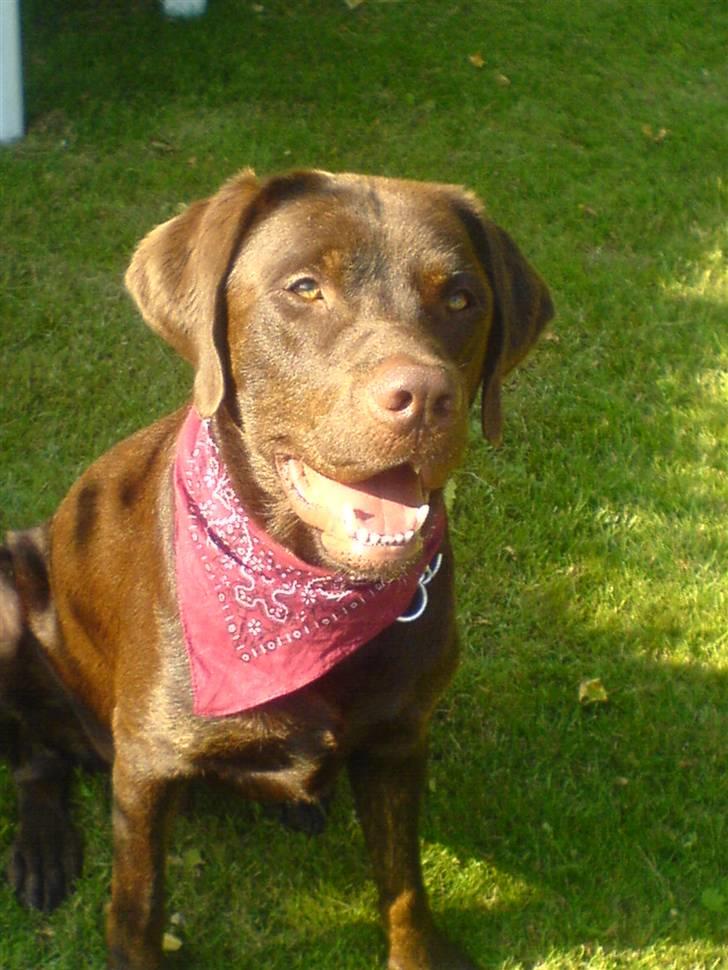 Labrador retriever Mads *død* - mads med charme klud på billede 18