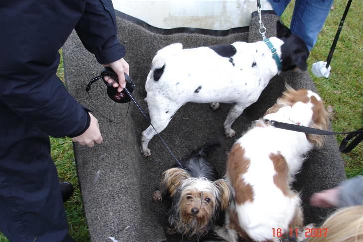 Yorkshire terrier Fiona billede 7