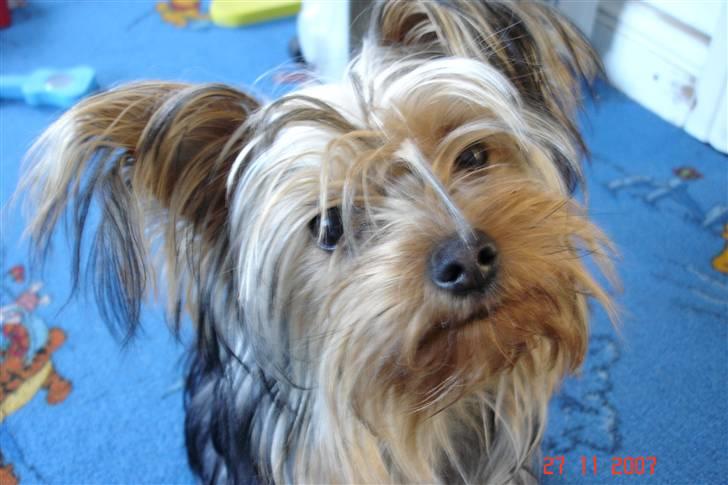 Yorkshire terrier Fiona billede 8